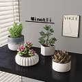Succulent Plants Arranged on Black Shelf With Various Ceramic Pots Window Blinds and Wall Decor