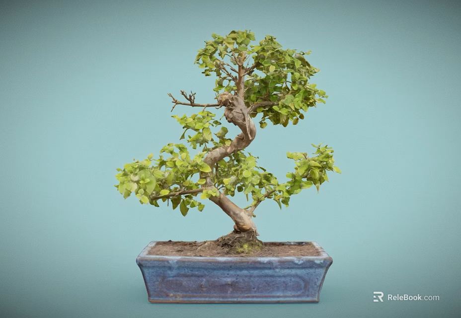 Bonsai Plant with Twisted Trunk and Green Leaves in Square Blue Pot 3d model 