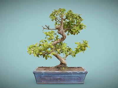 Bonsai Plant with Twisted Trunk and Green Leaves in Square Blue Pot 3d model