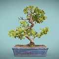Bonsai Plant with Twisted Trunk and Green Leaves in Square Blue Pot