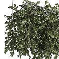 Hanging Basket Plants With Lush Green Leaves Suspended For Indoor Outdoor Decor