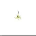White Flower Blooms With Lush Green Leaves In Different Arrangements And Natural Clusters