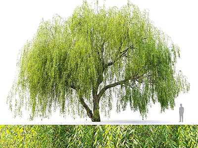 Willow Themed Decorative Ornament Combination With Hanging Branches And Green Foliage 3d model