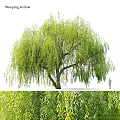 Willow Themed Decorative Ornament Combination With Hanging Branches And Green Foliage