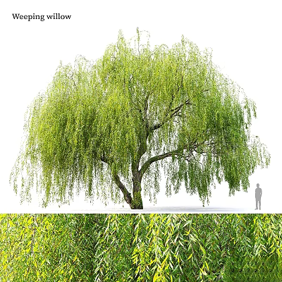 Willow Themed Decorative Ornament Combination With Hanging Branches And Green Foliage 3d model