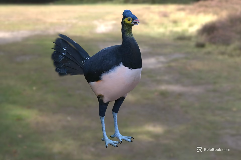 Flying Animal With Blue Head Black Back White Belly Blue Legs In Natural Grassland Habitat 3d model 