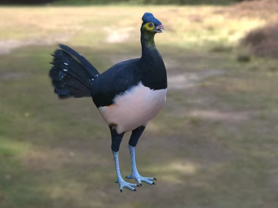 Flying Animal With Blue Head Black Back White Belly Blue Legs In Natural Grassland Habitat 3d model