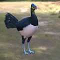 Flying Animal With Blue Head Black Back White Belly Blue Legs In Natural Grassland Habitat