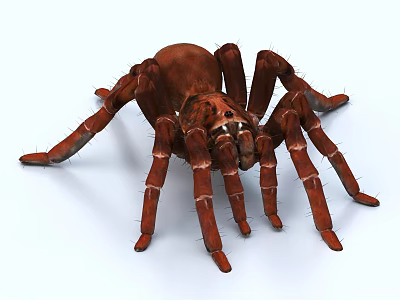 Brown Diving Bell Spider With Long Legs And Segmented Body In Water 3d model