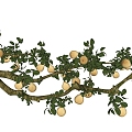 arbor pear tree sydney courtyard fruit tree pear branch landscape tree 3d model