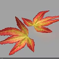 Two Red and Yellow Maple Leaves Featuring Distinct Veins on Light Background with Shadows 3d model