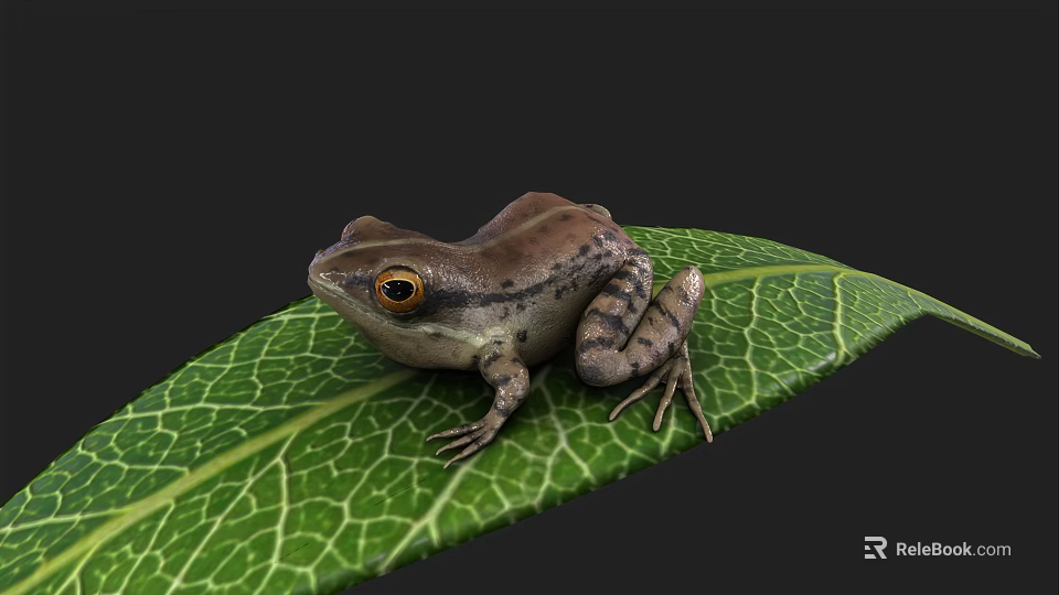 Detailed Brown Frog Sitting On Green Leaf With Visible Veins And Yellow Eyes 3d model 