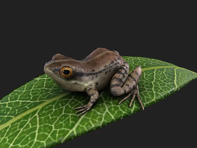 Detailed Brown Frog Sitting On Green Leaf With Visible Veins And Yellow Eyes 3d model