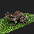 Detailed Brown Frog Sitting On Green Leaf With Visible Veins And Yellow Eyes
