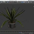 Potted Plant With Green And Yellow Striped Leaves In White Pot On Saucer