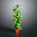 Green Leafy Indoor Houseplant In Orange Pot With Lush Foliage