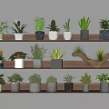 Various Indoor Bonsai Potted Plants Displayed on Three Layer Wooden Shelves