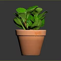 Healthy Green Leafy Plant with Rounded Leaves in Terracotta Pot on Dark Background