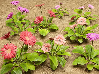 Vibrant Colorful Gerbera Flowers With Green Leaves Growing In Garden Soil 3d model