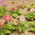 Vibrant Colorful Gerbera Flowers With Green Leaves Growing In Garden Soil