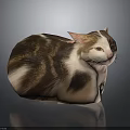 Cat With Round Body Brown White Black Fur Pointed Ears Yellow Eyes Gray Background Reflection