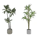 Elegant Indoor Potted Bonsai Plants With Green Leaves And White Planters On Wooden Floor