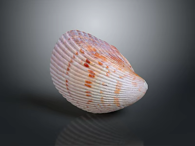 Scallop With Orange And White Striped Shell On Dark Background With Reflection 3d model