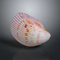 Scallop With Orange And White Striped Shell On Dark Background With Reflection 3d model