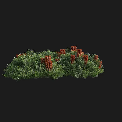 Vibrant Landscaping Shrub With Lush Green Foliage And Bright Red Blooms 3d model