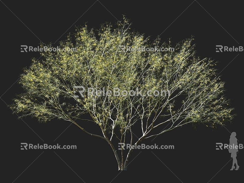 Flat-axis wood ornamental tree thorn stem wood jelly bean tree horse bean tree landscape tree yellow leaf tree view branch tree multi-branch tree courtyard tree round head tree garden tree 3d model