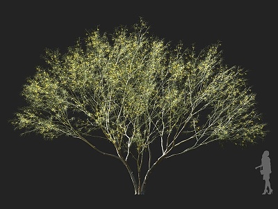 Flat-axis wood ornamental tree thorn stem wood jelly bean tree horse bean tree landscape tree yellow leaf tree view branch tree multi-branch tree courtyard tree round head tree garden tree 3d model