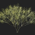 Flat-axis wood ornamental tree thorn stem wood jelly bean tree horse bean tree landscape tree yellow leaf tree view branch tree multi-branch tree courtyard tree round head tree garden tree 3d model