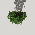 Hanging Vine Plant With Lush Green Leaves For Indoor Decoration
