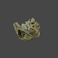 Detailed Animal Skull Skeleton With Natural Bone Texture And Hollow Eye Sockets