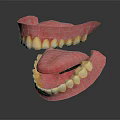 Realistic Human Dental Model Showing Upper Lower Jaw And White Teeth 3d model