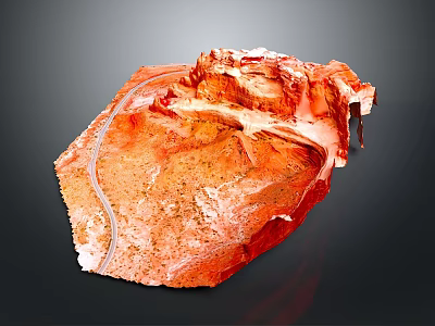 3D Rendered Human Heart Anatomy Model With Detailed Vascular Structure And Muscle Tissue 3d model