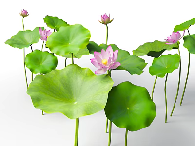 Blooming Pink Lotus Flowers With Lush Green Leaves In Natural Growth 3d model
