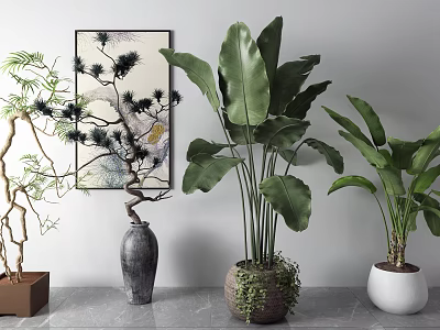 Indoor Bonsai and Potted Plants with Ceramic Woven White Pots and Pine Leafy Greenery 3d model