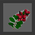 Fresh Plant Branch with Vibrant Red Berries and Lush Green Leaves