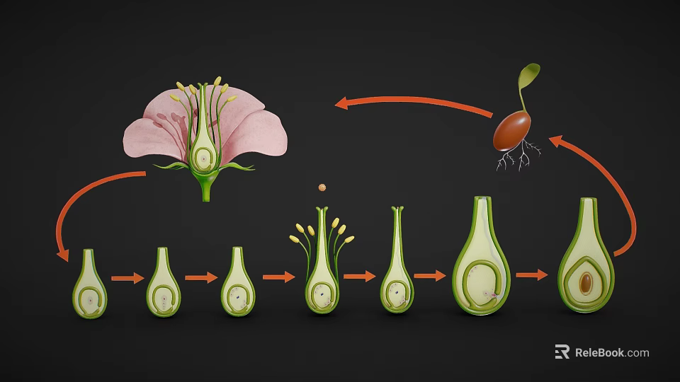 Plant Growth Stages From Flower Structure To Seed Development Process 3d model 
