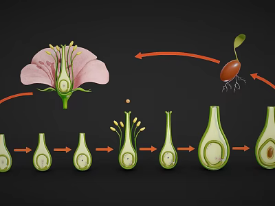 Plant Growth Stages From Flower Structure To Seed Development Process 3d model