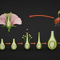 Plant Growth Stages From Flower Structure To Seed Development Process