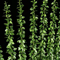 Lush Green Plant Wall With Hanging Vines And White Planter Containers