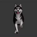 Black and White Husky Running With Tongue Out On Dark Background With Floor Reflection