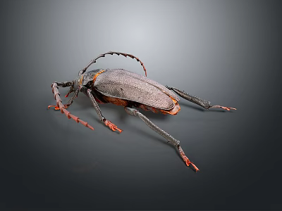 Large Long Horned Beetle With Gray Body Orange Edges And Legs On Dark Background 3d model