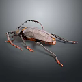 Large Long Horned Beetle With Gray Body Orange Edges And Legs On Dark Background