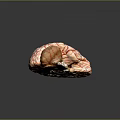 head structure head planer face human head planer face human brain planer face head structure brain structure human head structure 3d model