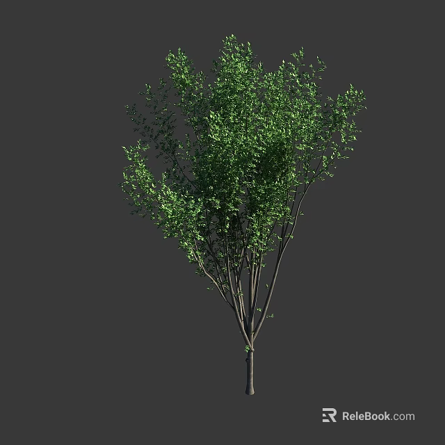 Lush Green Arbor Tree with Dense Branches and Vibrant Foliage in Garden 3d model 