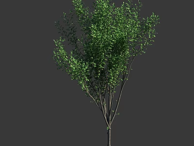Lush Green Arbor Tree with Dense Branches and Vibrant Foliage in Garden 3d model