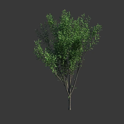 Lush Green Arbor Tree with Dense Branches and Vibrant Foliage in Garden 3d model